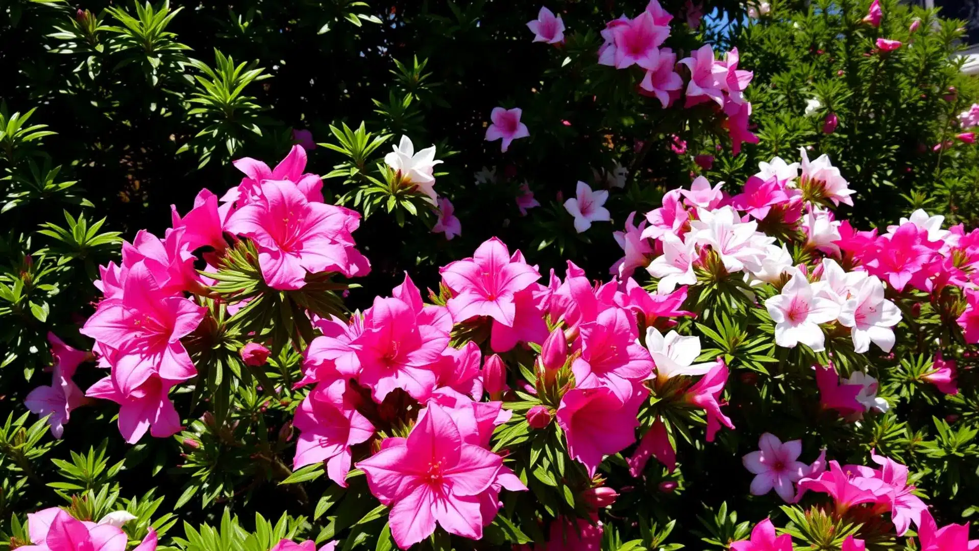 Azaleias floridas em um jardim vibrante