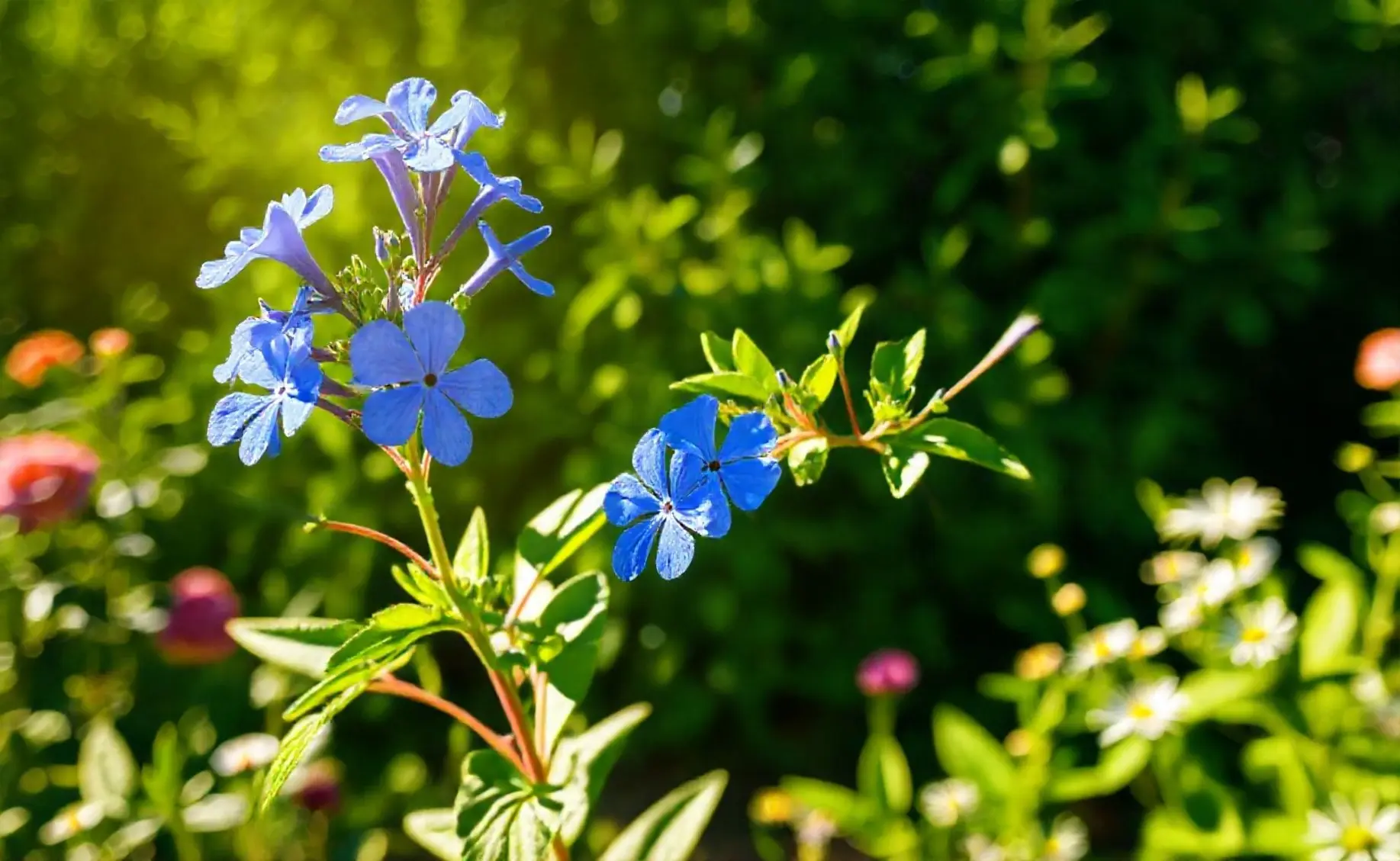 Bela-emília (Plumbago auriculata): 5 dicas para flores mais lindas