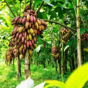 Cacau: 6 fatos interessantes sobre o cultivo da fruta