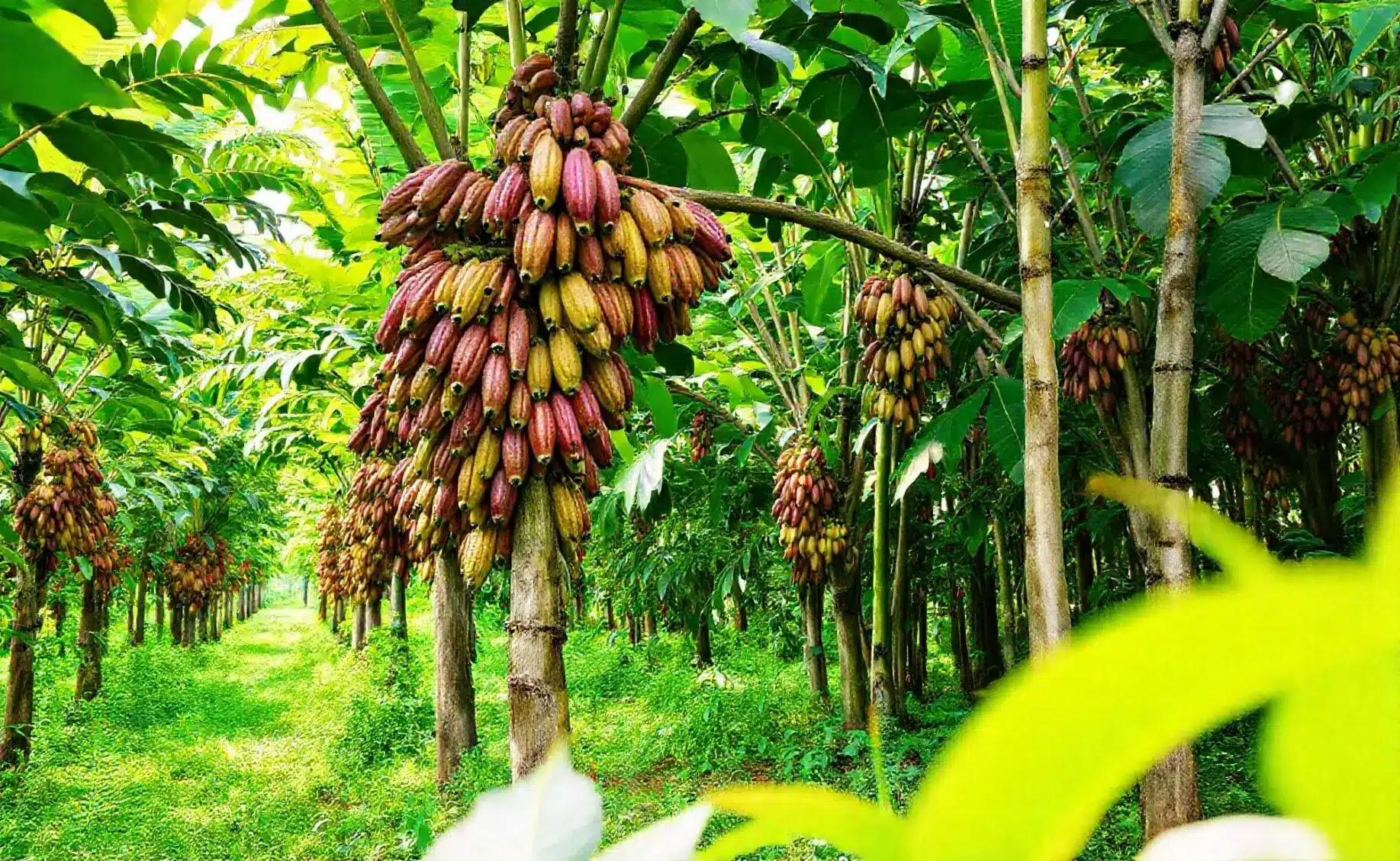 Cacau: 6 fatos interessantes sobre o cultivo da fruta