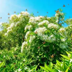 4 motivos para plantar jasmim-manga direto no solo