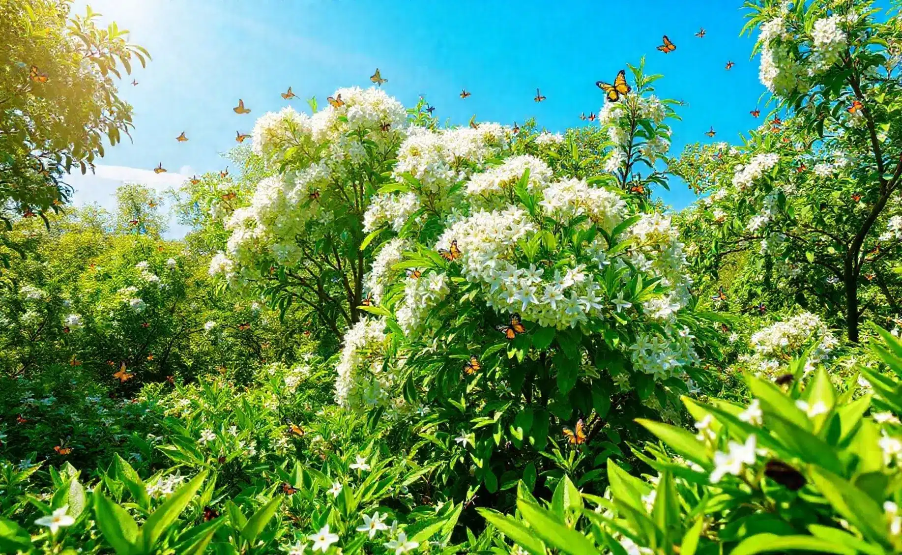 4 motivos para plantar jasmim-manga direto no solo