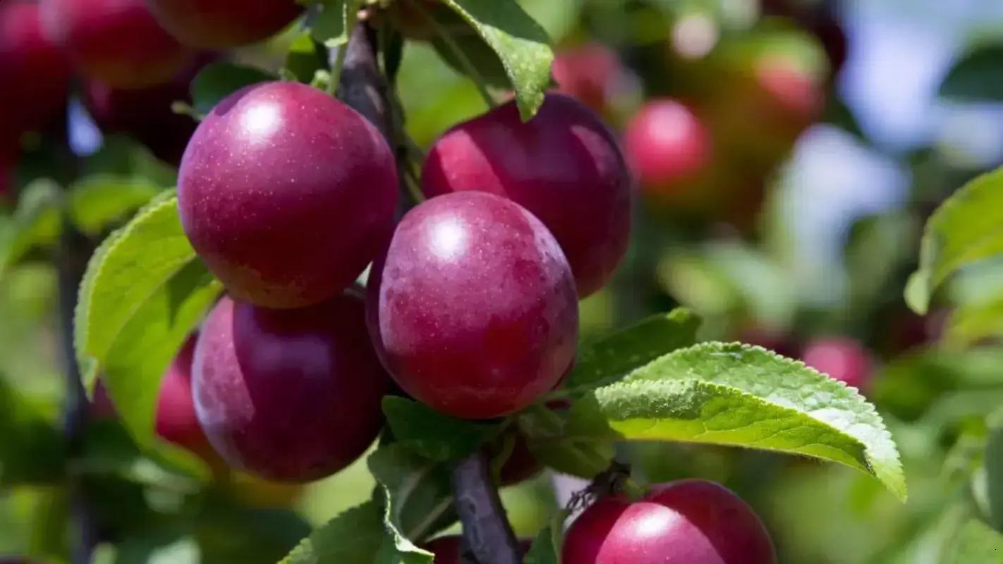 Ameixeira: a árvore ideal para sombra e frutas no seu quintal