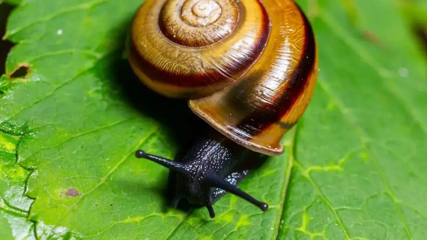 Como eliminar caracóis do seu jardim com truques simples e sustentáveis