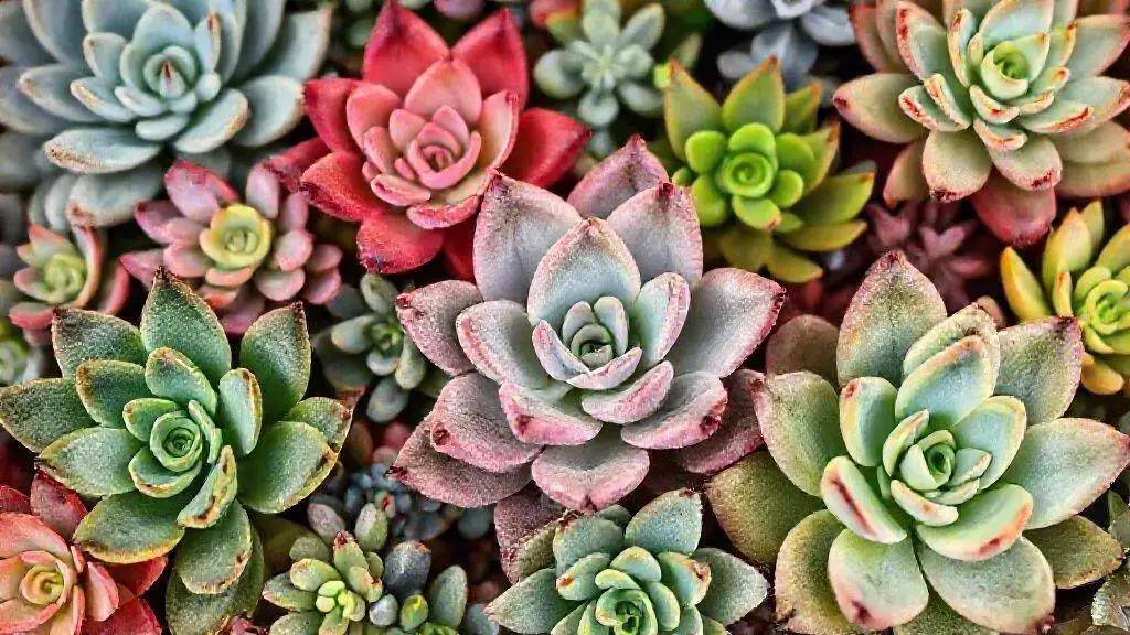 Como evitar o erro fatal na rega de suculentas