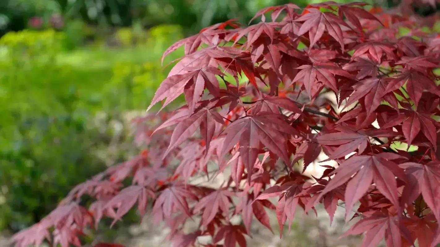 Descubra como uma miniárvore pode transformar sua sacada com requinte