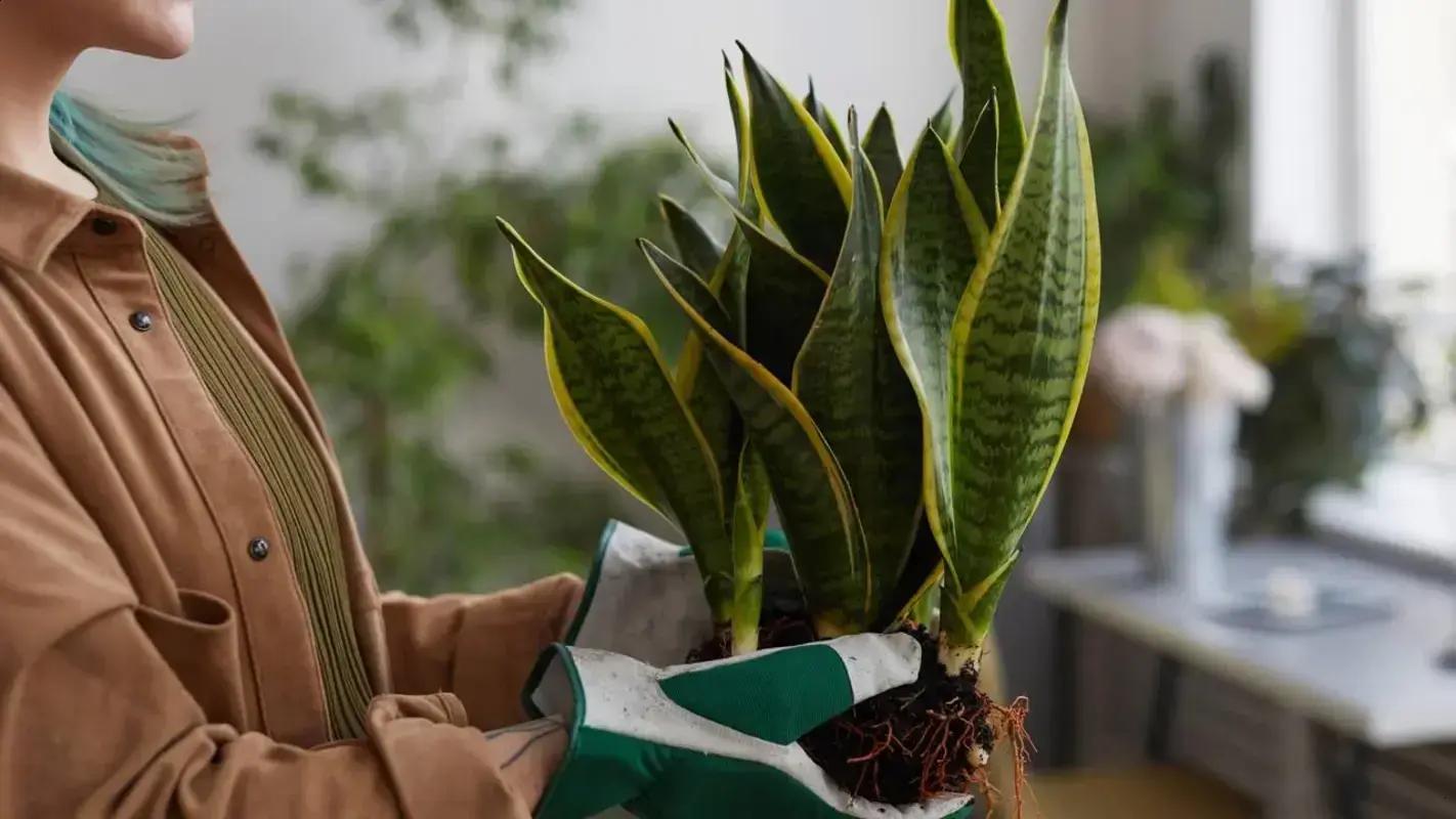 Descubra os Benefícios de Enterrar Sansevieria no Seu Jardim