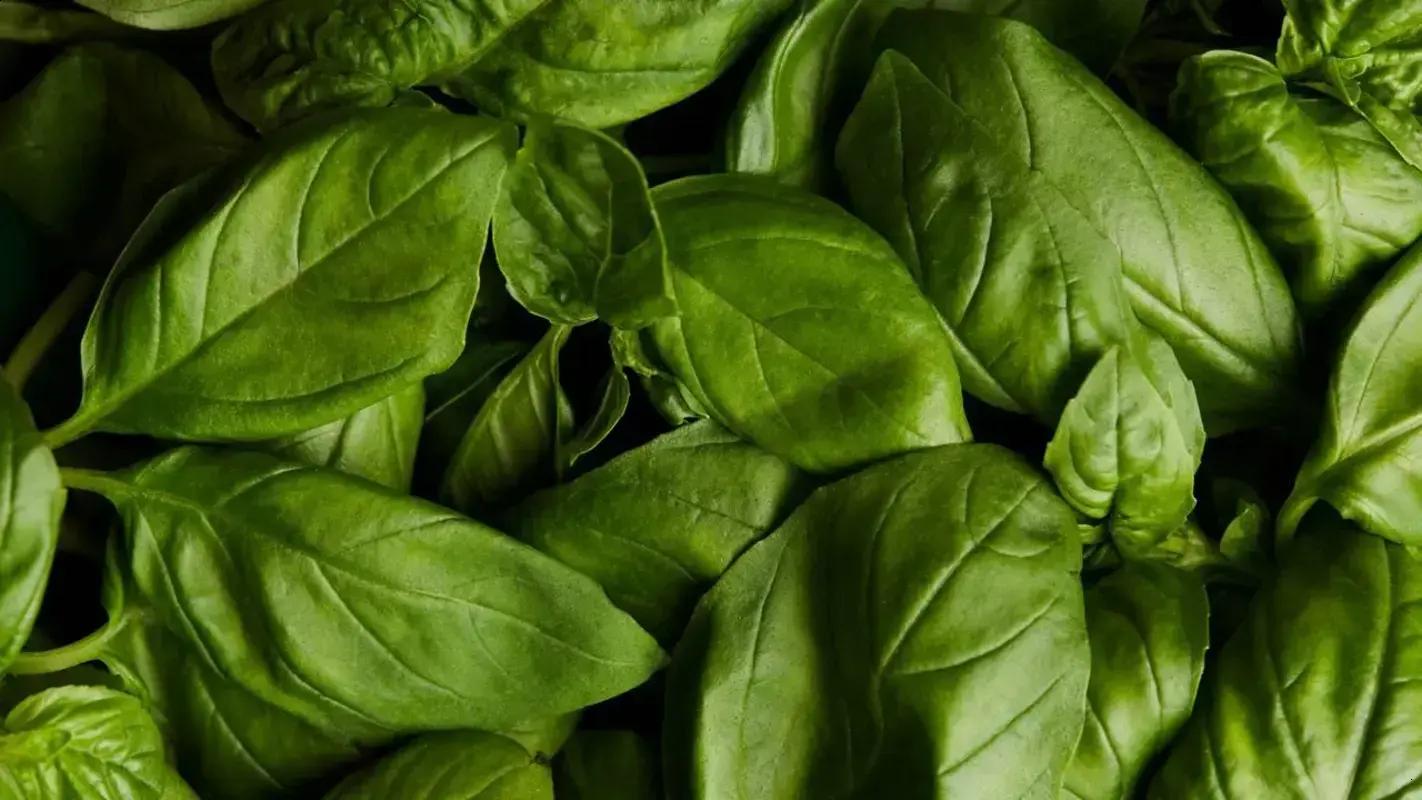 Proteja Seu Jardim Usando Manjericão: O Repelente Natural Que Você Precisa Conhecer!