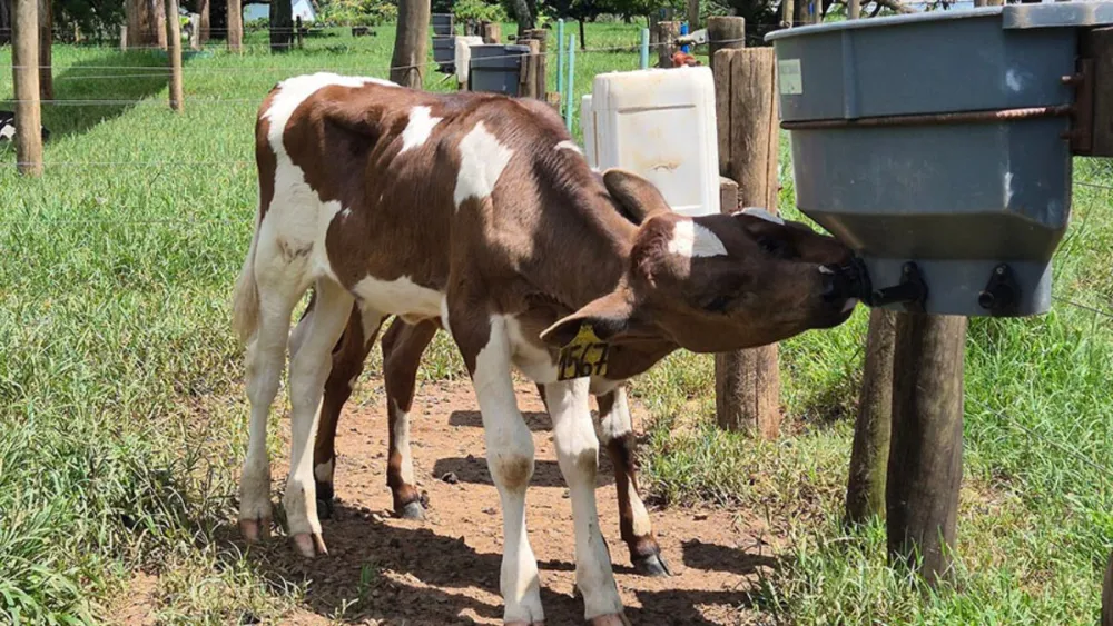 Bebedouro com bico: A inovação que reduz mamada cruzada e melhora o bem-estar de bezerros leiteiros