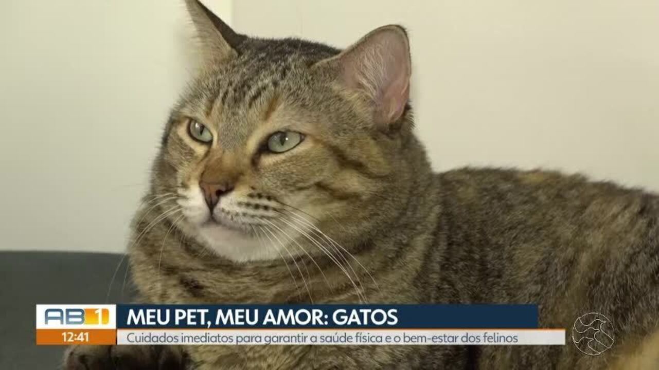 Meu Pet, Meu Amor: Guia Completo para Garantir a Saúde Física e o Bem-Estar dos Gatos