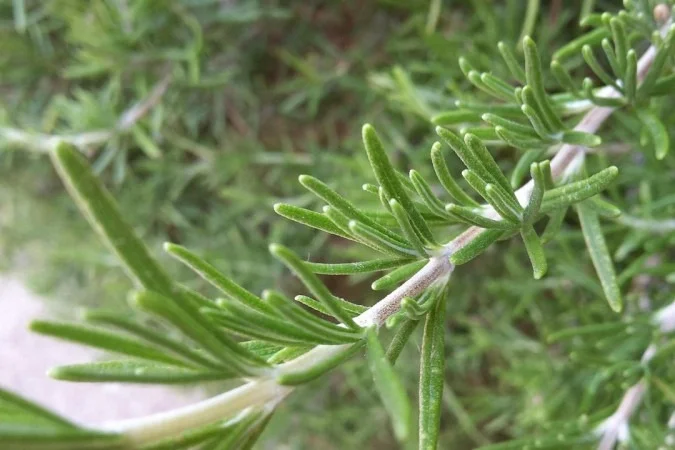 Alecrim na Cozinha: Mais que Tempero, uma Aliada da Digestão, Memória e Bem-Estar