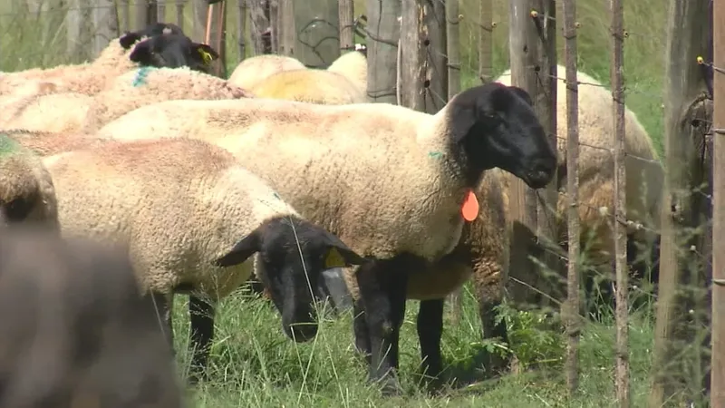 Tosa de Ovelhas no Interior de SP: Estratégia Essencial para Bem-Estar e Produtividade do Rebanho