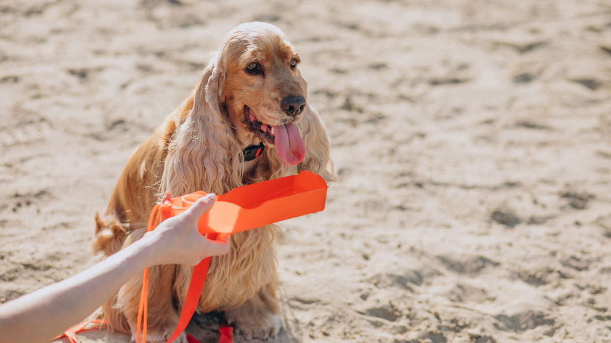 Dia Nacional dos Animais: O que fazer para garantir o bem-estar do seu pet na praia?