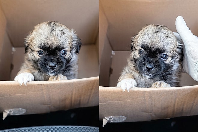 Adotou 'Shih-Tzu' que virou meme: Cachorro com beleza exótica conquistou a internet e o coração da tutora