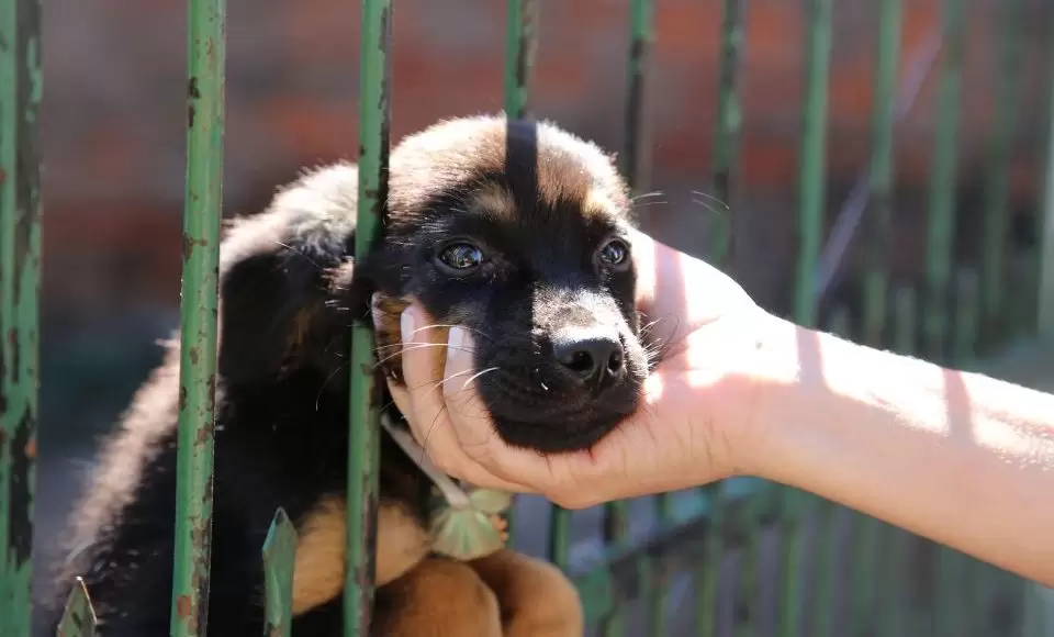 Maringá: Mais de 4 mil denúncias de maus-tratos a animais em dois meses, mas poucas autuações 1 Maringá: Mais de 4 mil denúncias de maus-tratos a animais em dois meses, mas poucas autuações