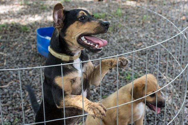 Semana Animal em Santa Cruz do Sul: Cãominhada, Feira de Adoção e Ações de Bem-Estar Marcam Evento