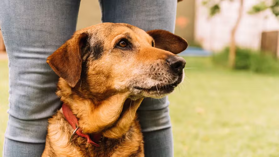 Seu Cão Idoso Está Mudando de Comportamento? Saiba Como Identificar e Garantir o Bem-Estar Dele