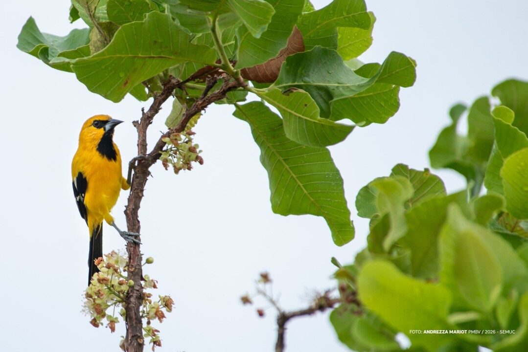 O Canto dos Pássaros em Boa Vista: Um Refúgio Natural para a Saúde Mental