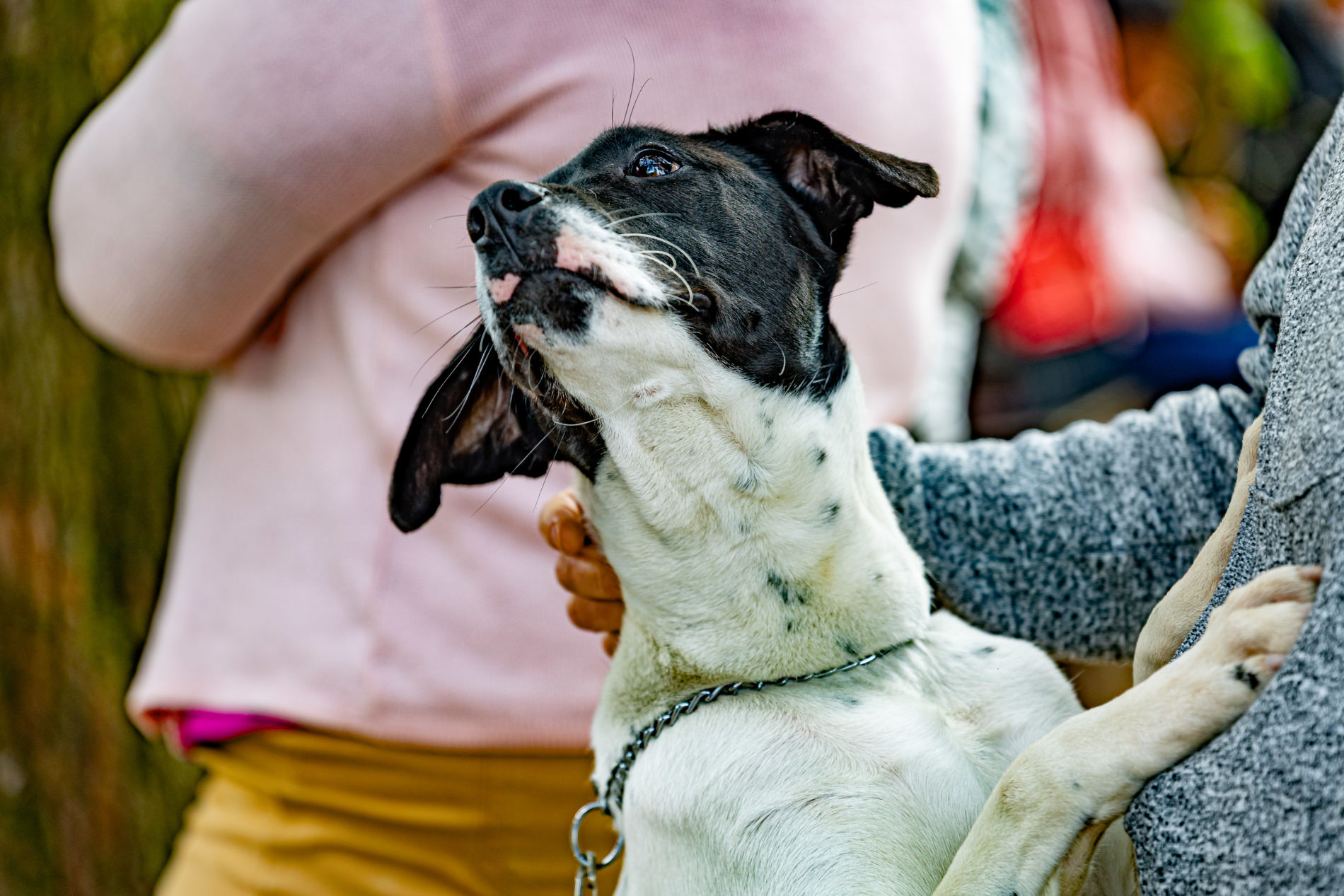 Mutirão de Castração e Microchipagem Gratuita em Jundiaí: Inscrições Presenciais Começam em Abril