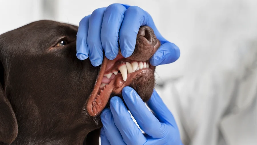 Saúde Bucal em Pets: Veterinária Alerta Sobre Impacto no Bem-Estar Geral e Como Prevenir Problemas Dentários em Cães e Gatos