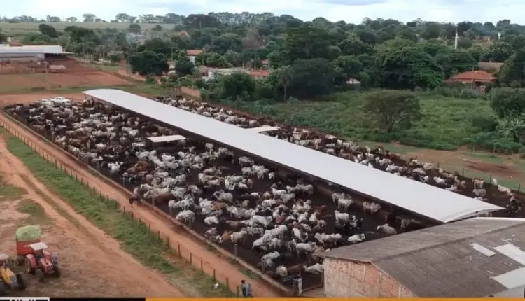 Baias Cobertas em Confinamento: Revolução no Bem-Estar Animal e Lucratividade na Pecuária de Corte