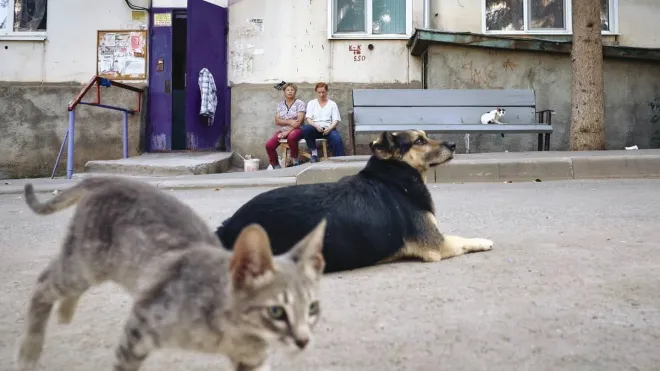 Proteína Essencial: Como Garantir a Saúde e Vitalidade do Seu Cão e Gato