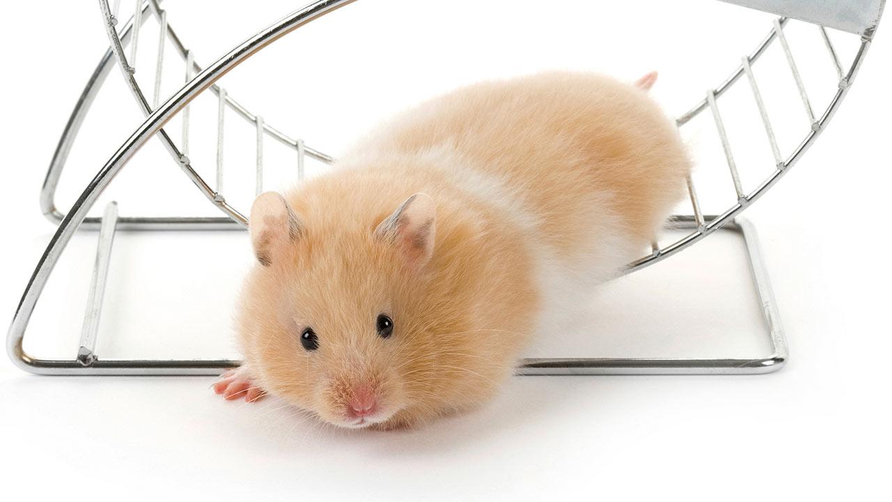 Dia do Hamster: 7 Cuidados Essenciais para Garantir Saúde e Bem-Estar do seu Pequeno Companheiro